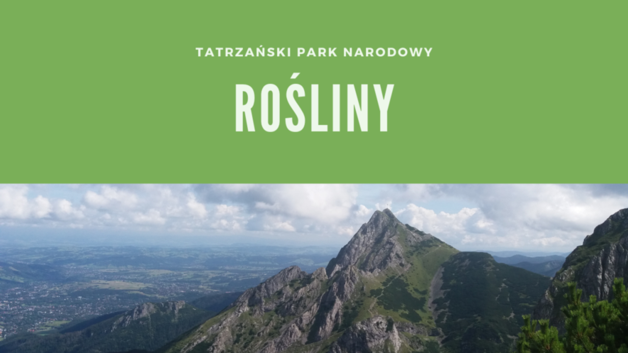 Tatrzański Park Narodowy Rośliny