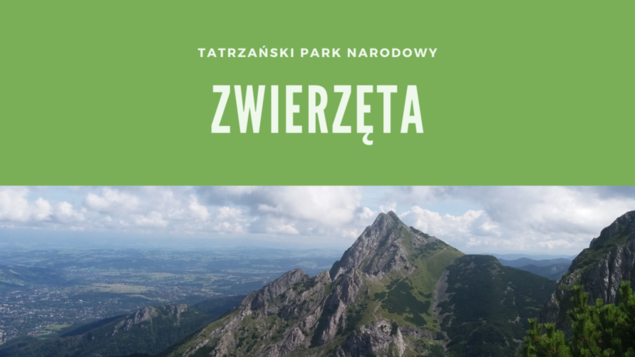 Tatrzański Park Narodowy Zwierzęta